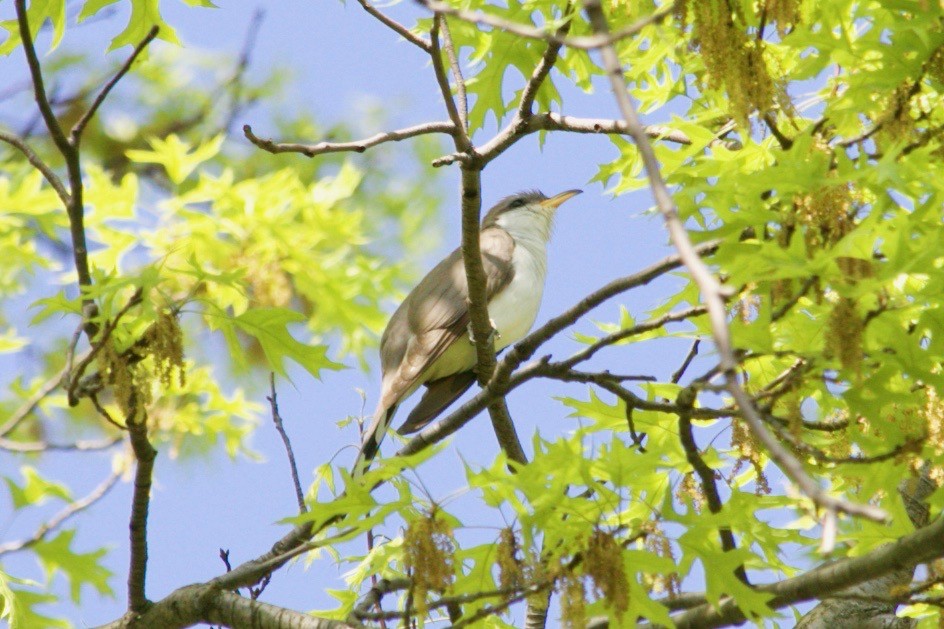 Yellow-billed Cuckoo - Loyan Beausoleil