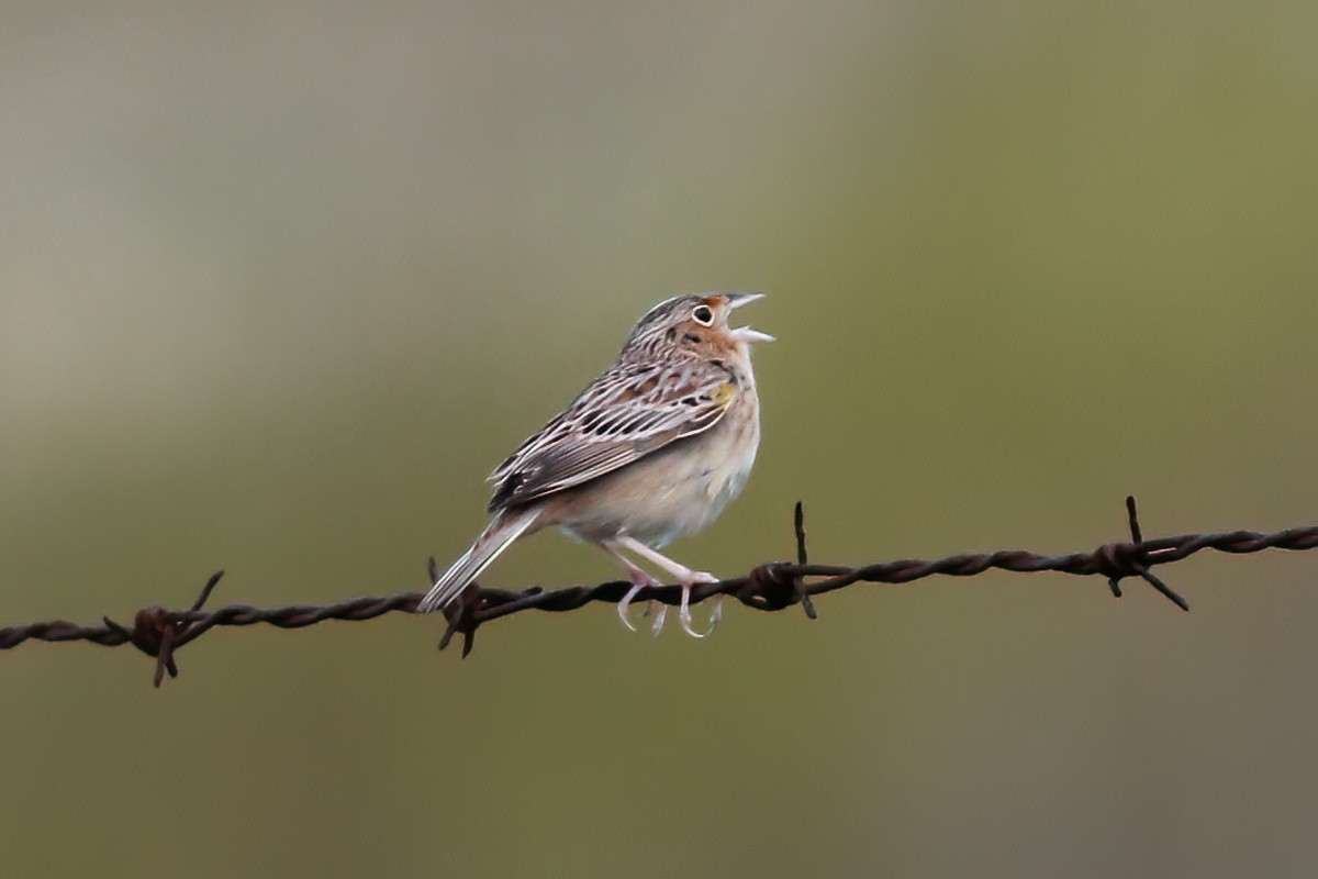 Grasshopper Sparrow - ML618851172