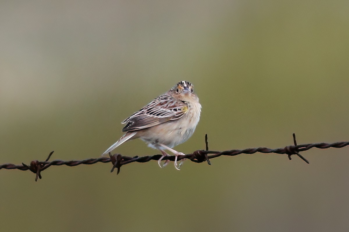 Grasshopper Sparrow - ML618851178