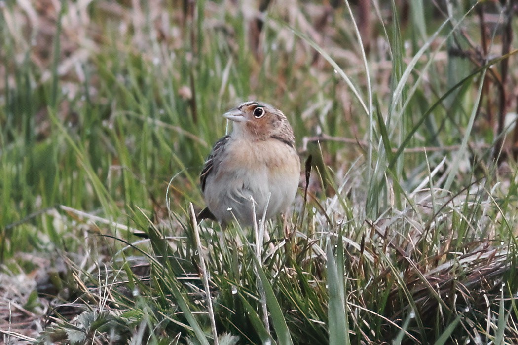 Grasshopper Sparrow - ML618851185