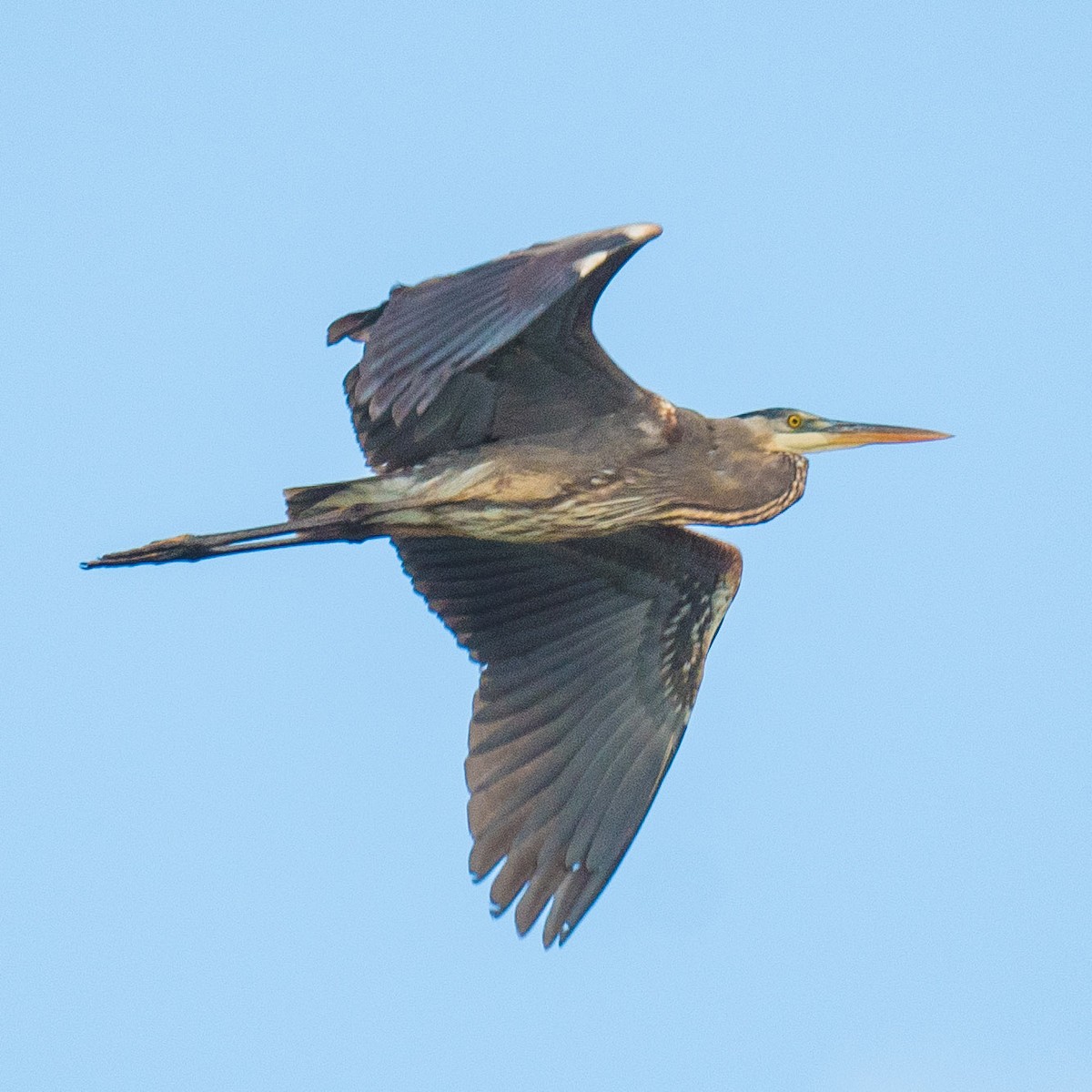 Great Blue Heron - Liling Warren