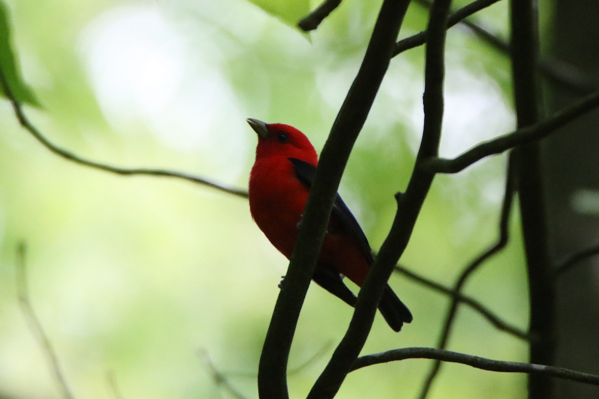 Scarlet Tanager - ML618851218
