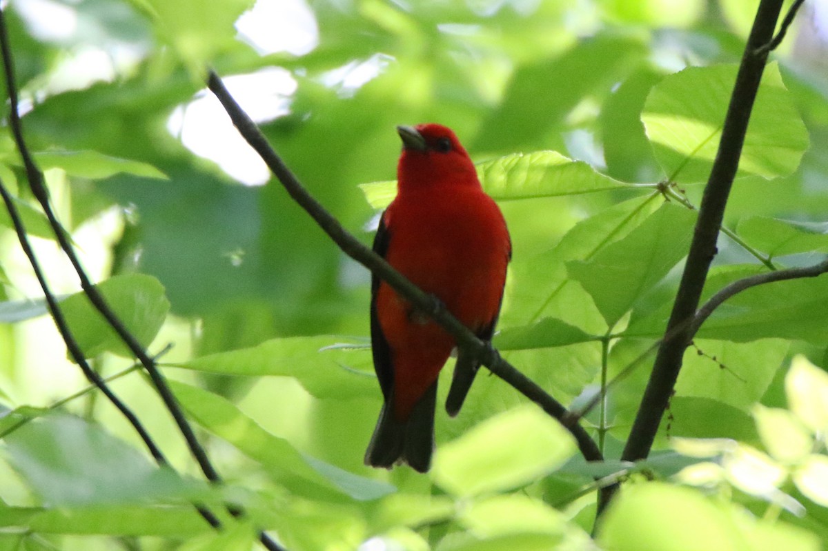 Scarlet Tanager - ML618851219
