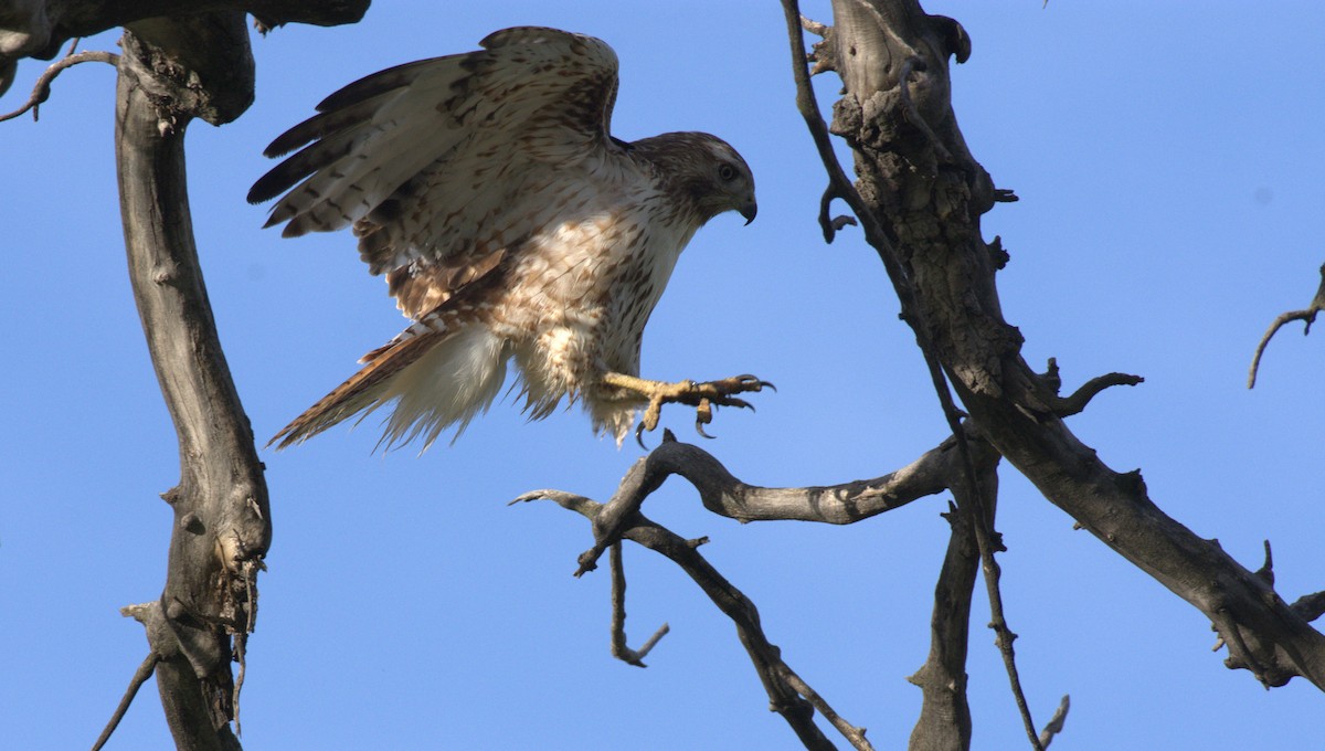 Red-tailed Hawk - ML618851220