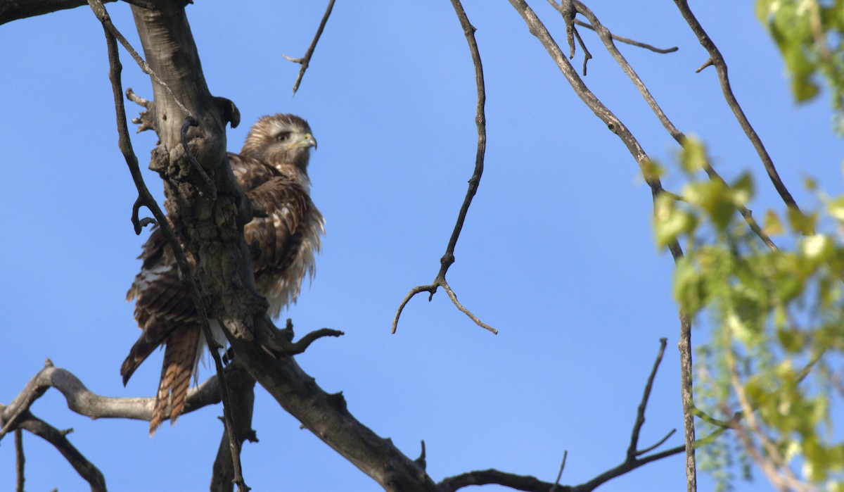 Red-tailed Hawk - ML618851231