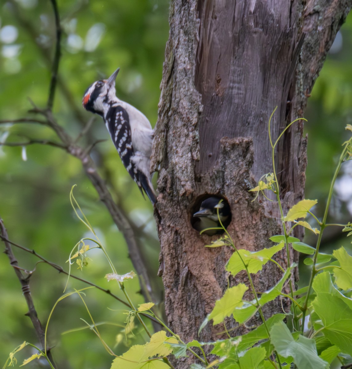 Hairy Woodpecker - ML618851247