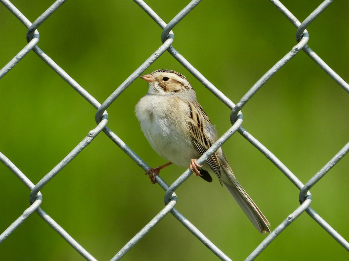 Clay-colored Sparrow - Linda Schwegman