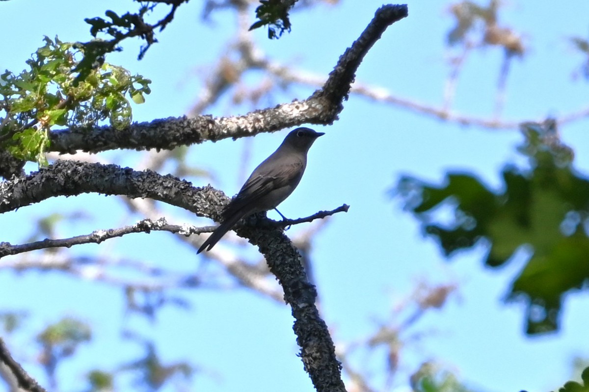 Townsend's Solitaire - ML618851262