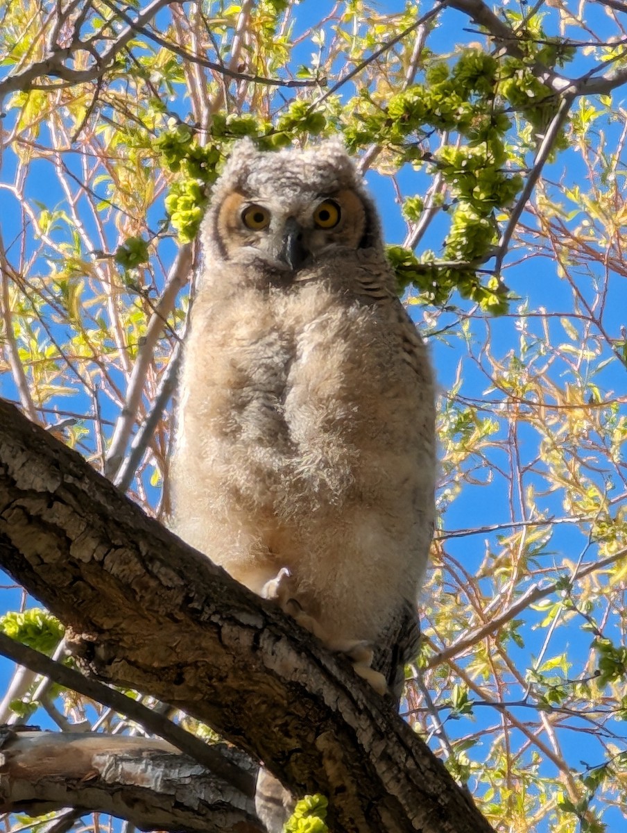 Great Horned Owl - ML618851283