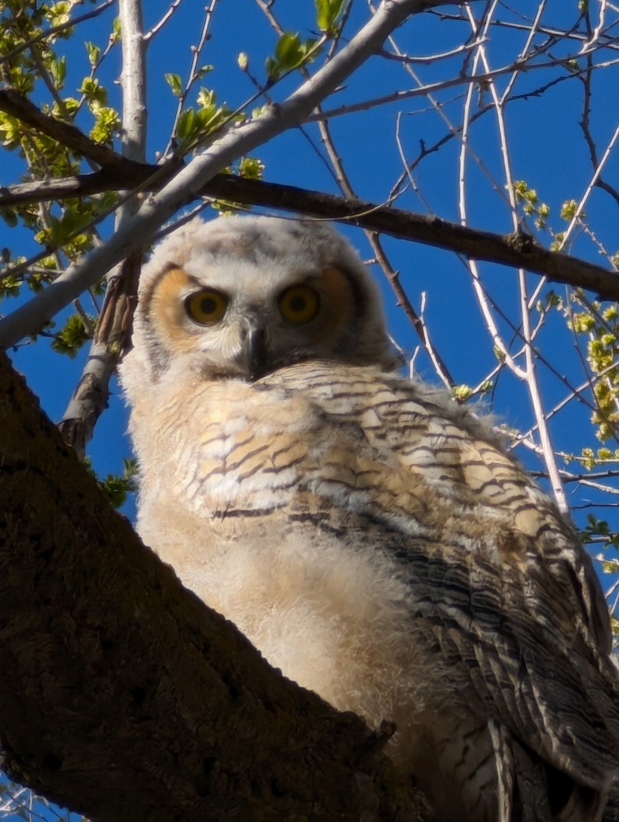 Great Horned Owl - ML618851284