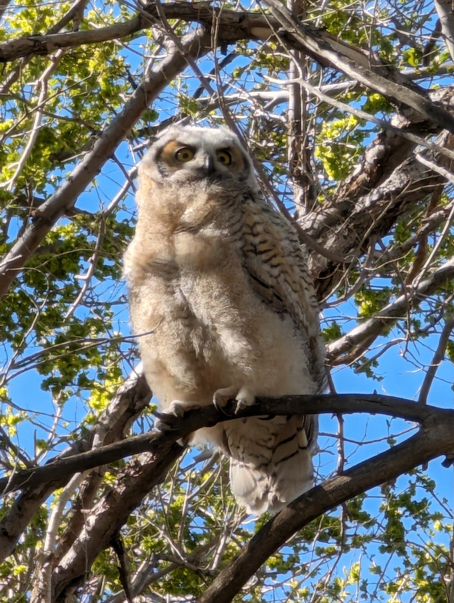 Great Horned Owl - ML618851285