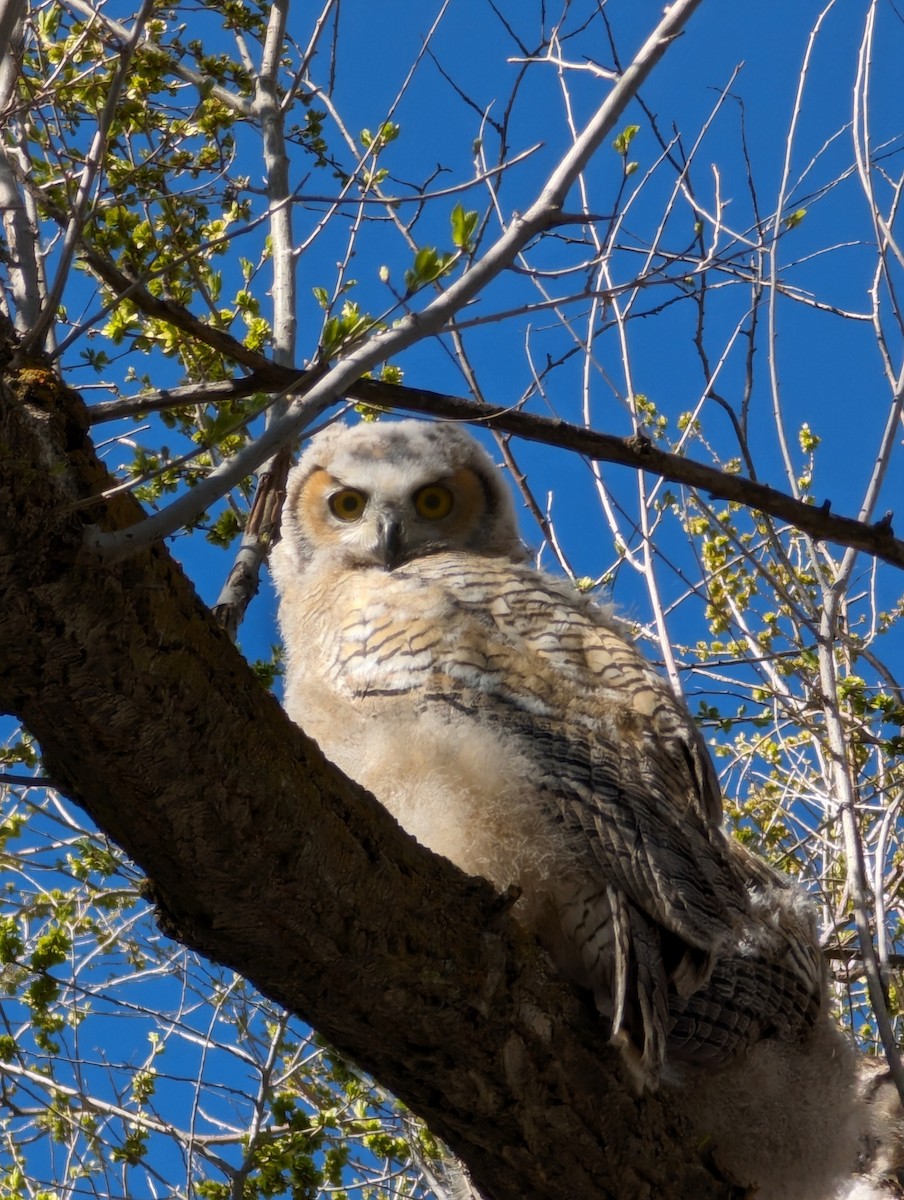 Great Horned Owl - ML618851287