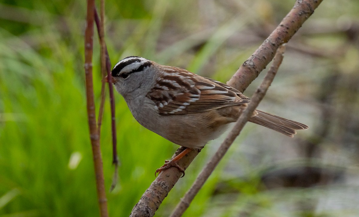 White-crowned Sparrow - ismael chavez