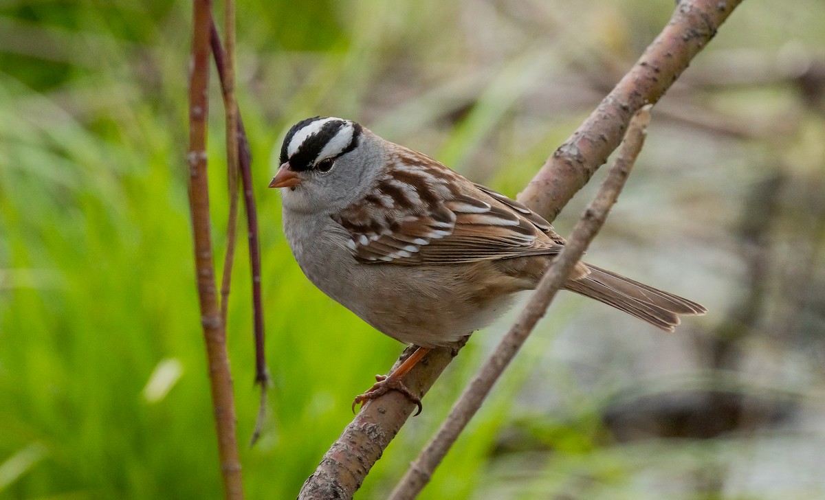 White-crowned Sparrow - ismael chavez