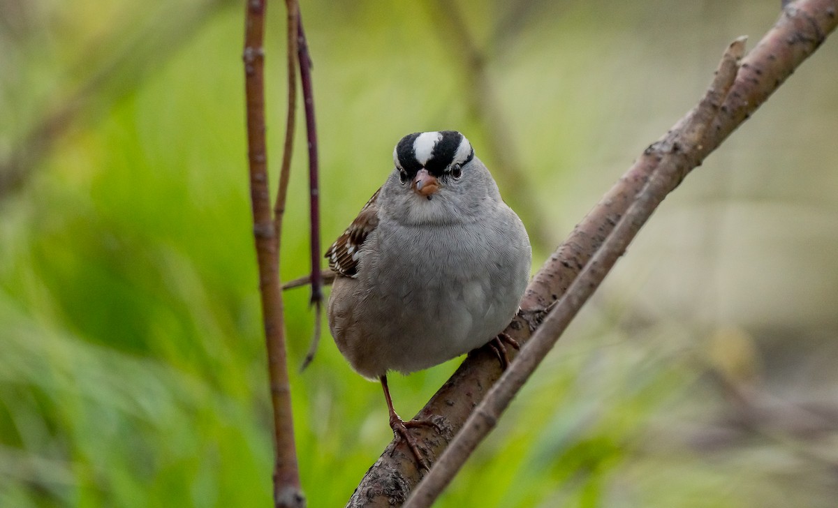 White-crowned Sparrow - ML618851294