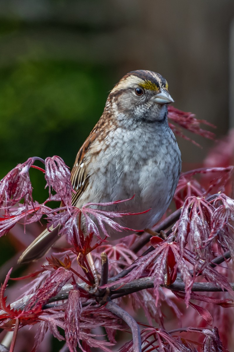 White-throated Sparrow - ML618851303