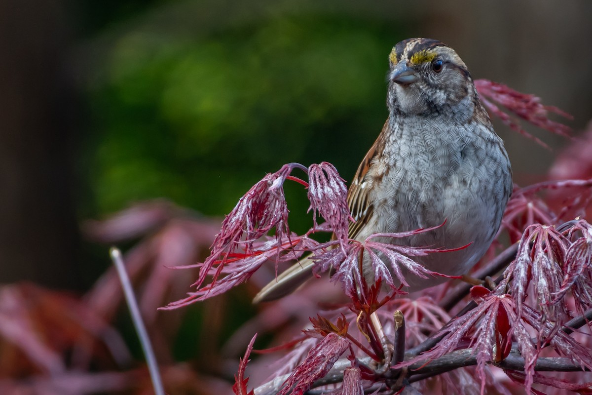 White-throated Sparrow - ML618851304