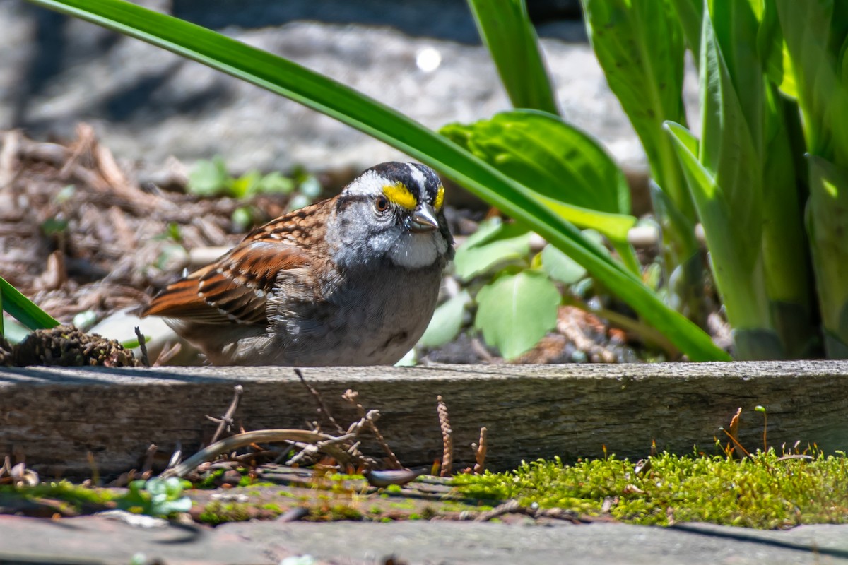 White-throated Sparrow - ML618851305