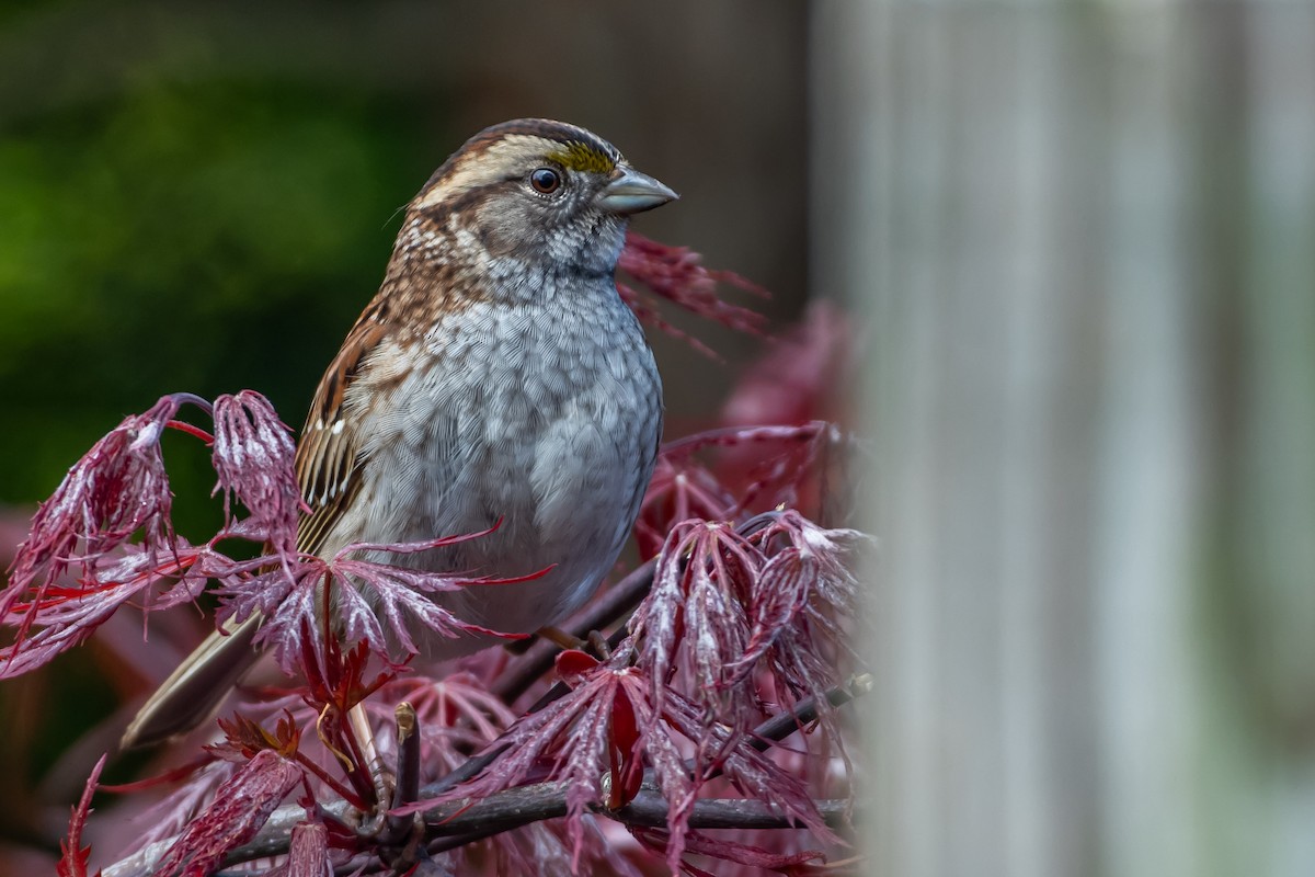 White-throated Sparrow - ML618851306