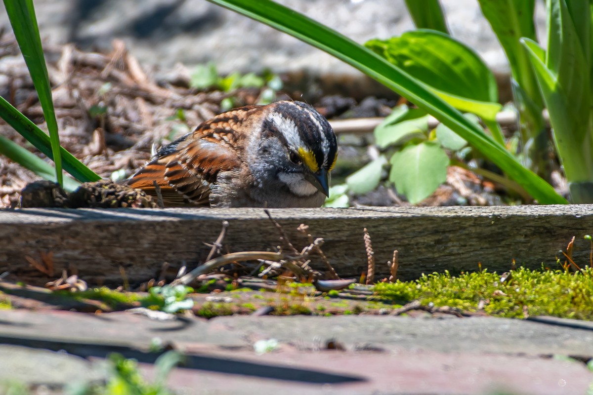 White-throated Sparrow - Codrin Bucur