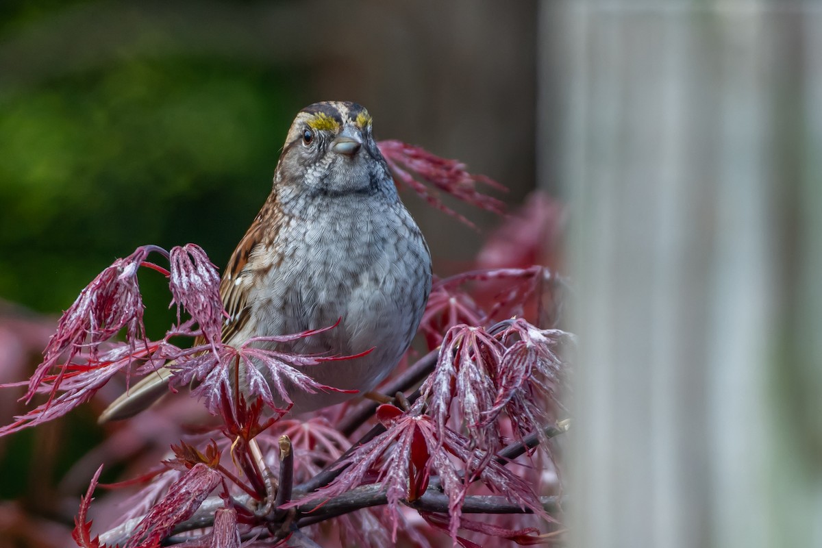 White-throated Sparrow - ML618851308