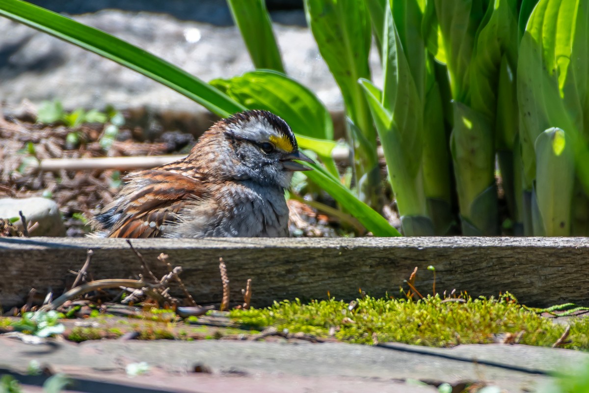 White-throated Sparrow - ML618851309