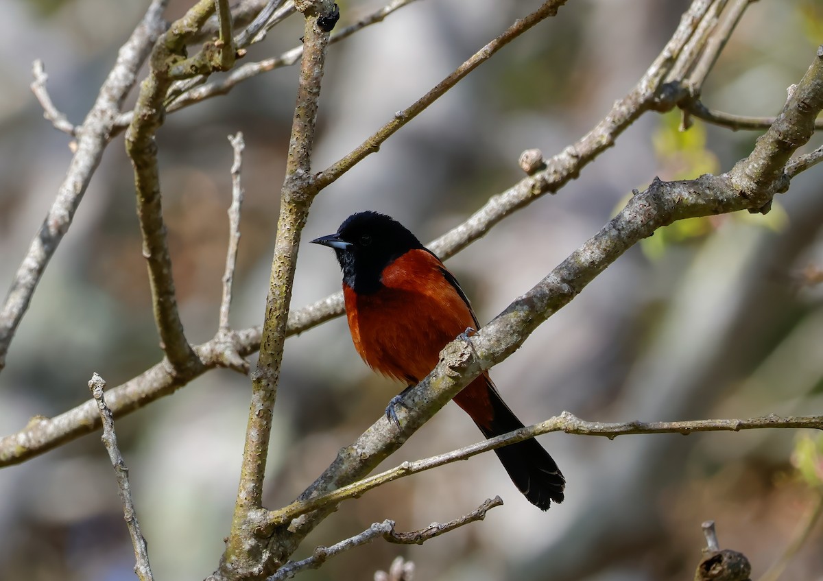 Orchard Oriole - ML618851322