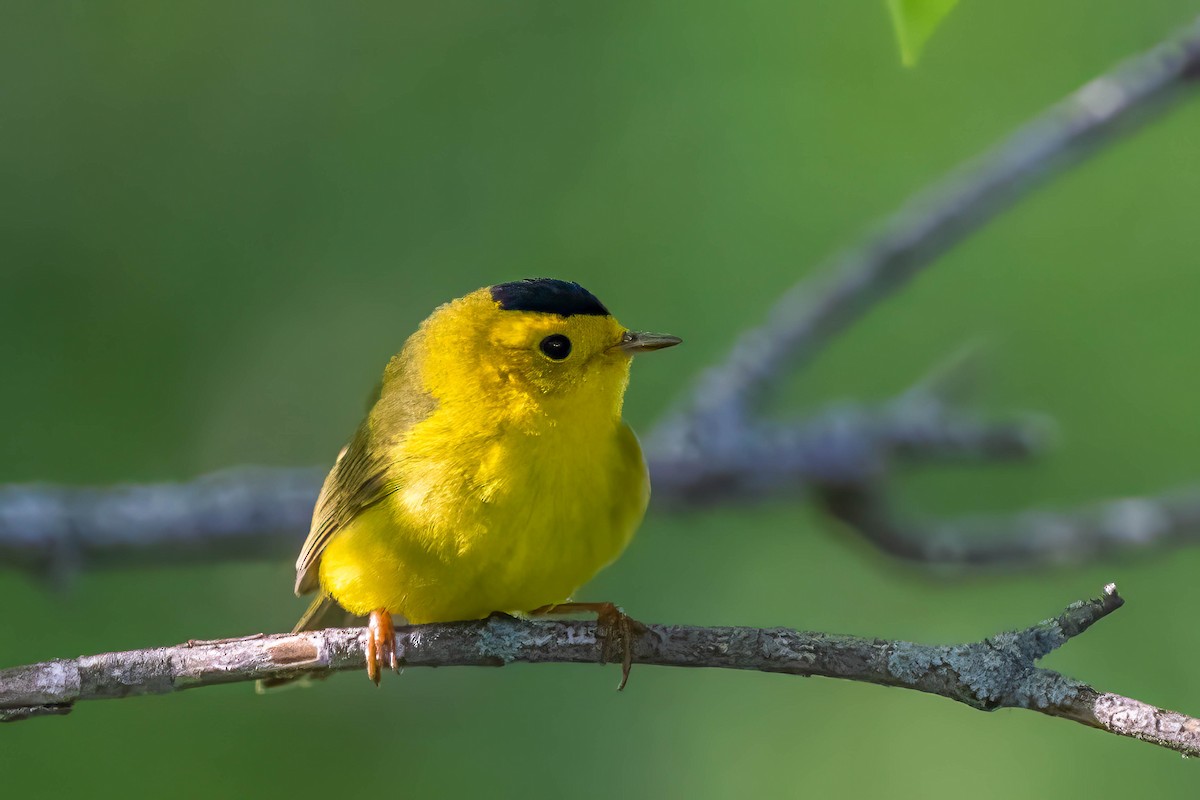 Wilson's Warbler - Mike Affinito