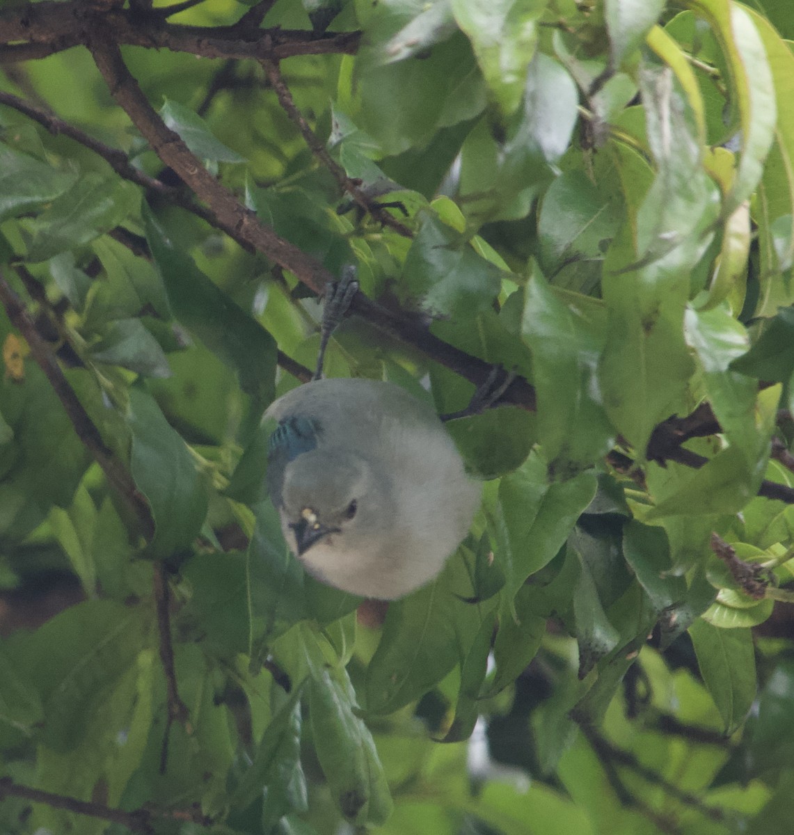 Blue-gray Tanager - ML618851329