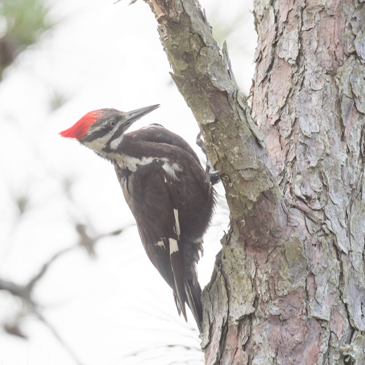 Pileated Woodpecker - ML618851332