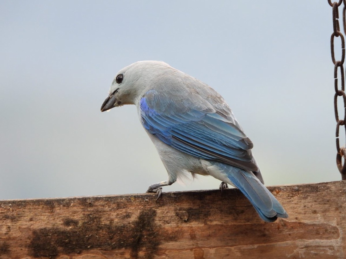 Blue-gray Tanager (Blue-gray) - ML618851359