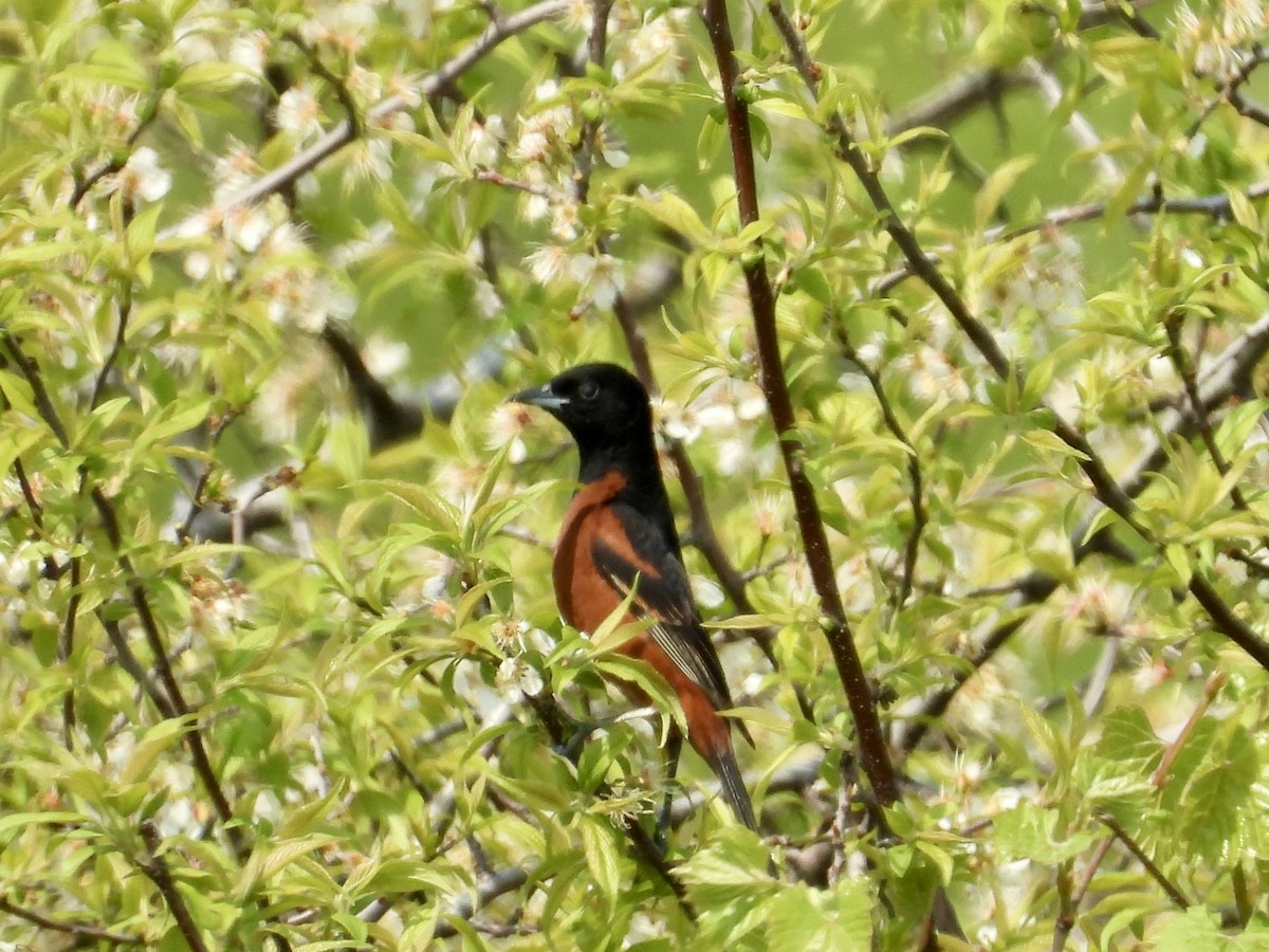 Orchard Oriole - ML618851362