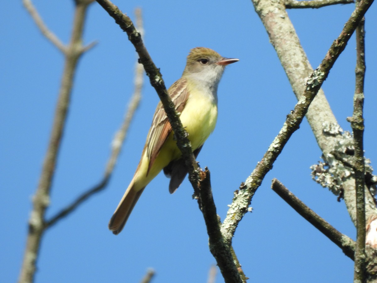 Great Crested Flycatcher - ML618851381