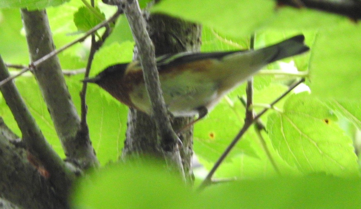 Bay-breasted Warbler - ML618851385