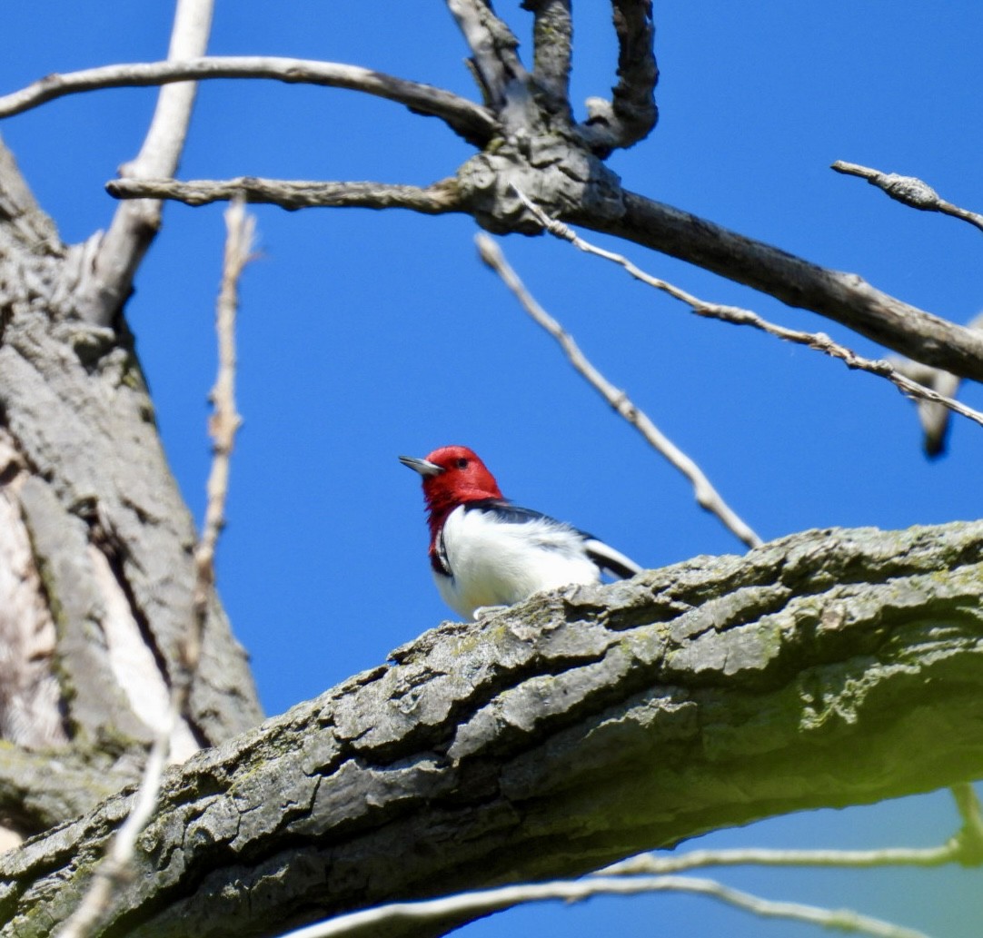Red-headed Woodpecker - Tracy Wiczer