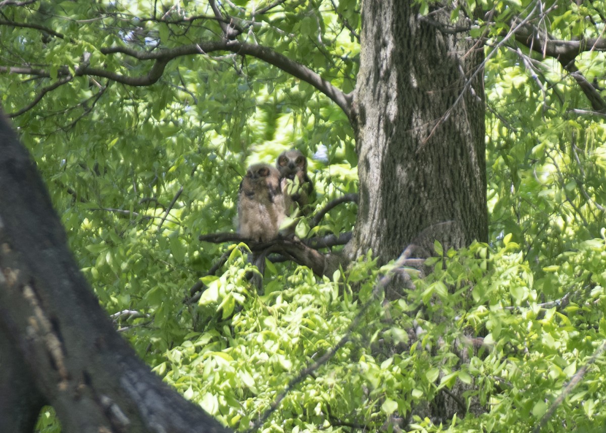Great Horned Owl - ML618851396