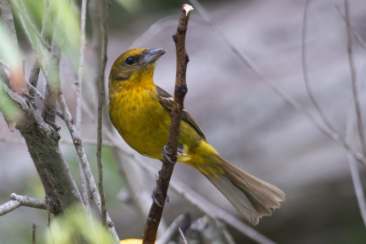 Flame-colored Tanager - Liam Wolff