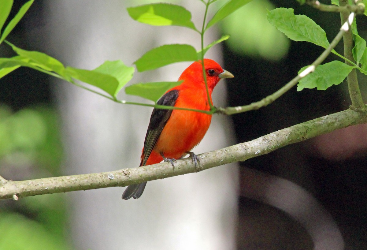 Scarlet Tanager - ML618851425