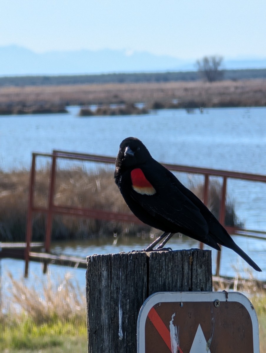 Red-winged Blackbird - ML618851439