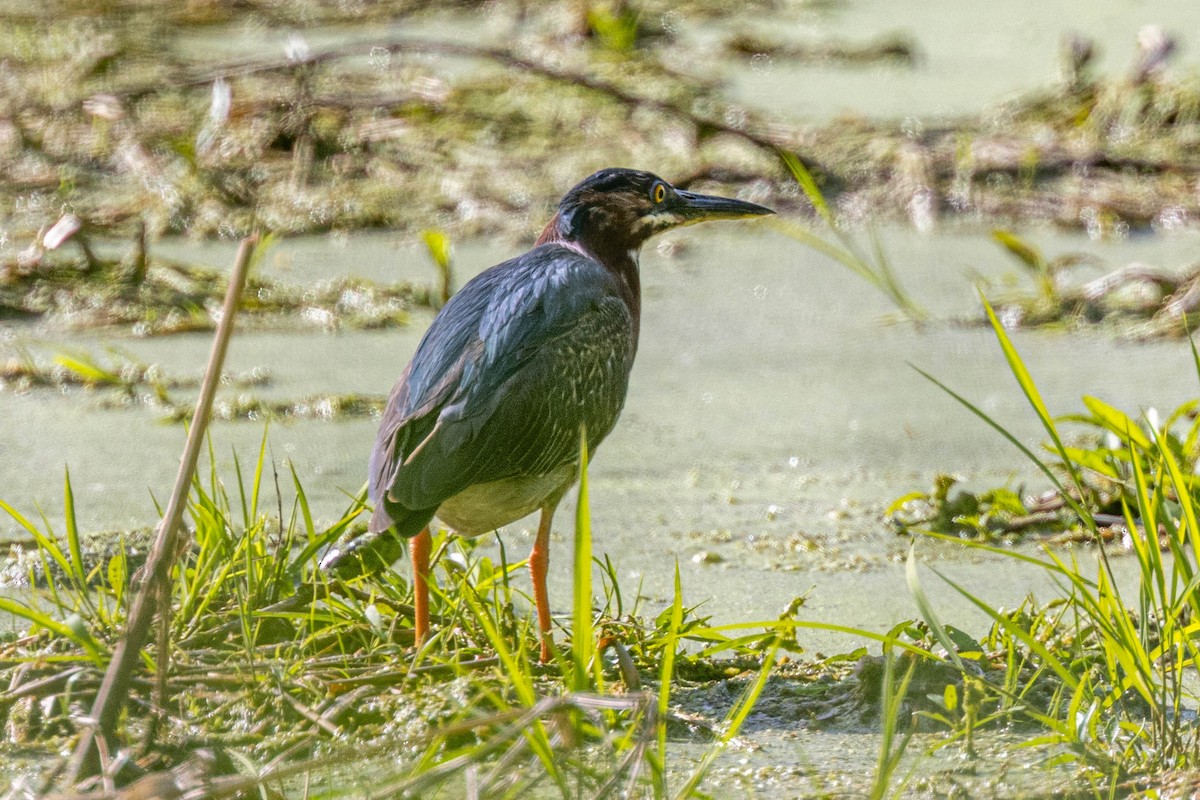 Green Heron - Mike Affinito