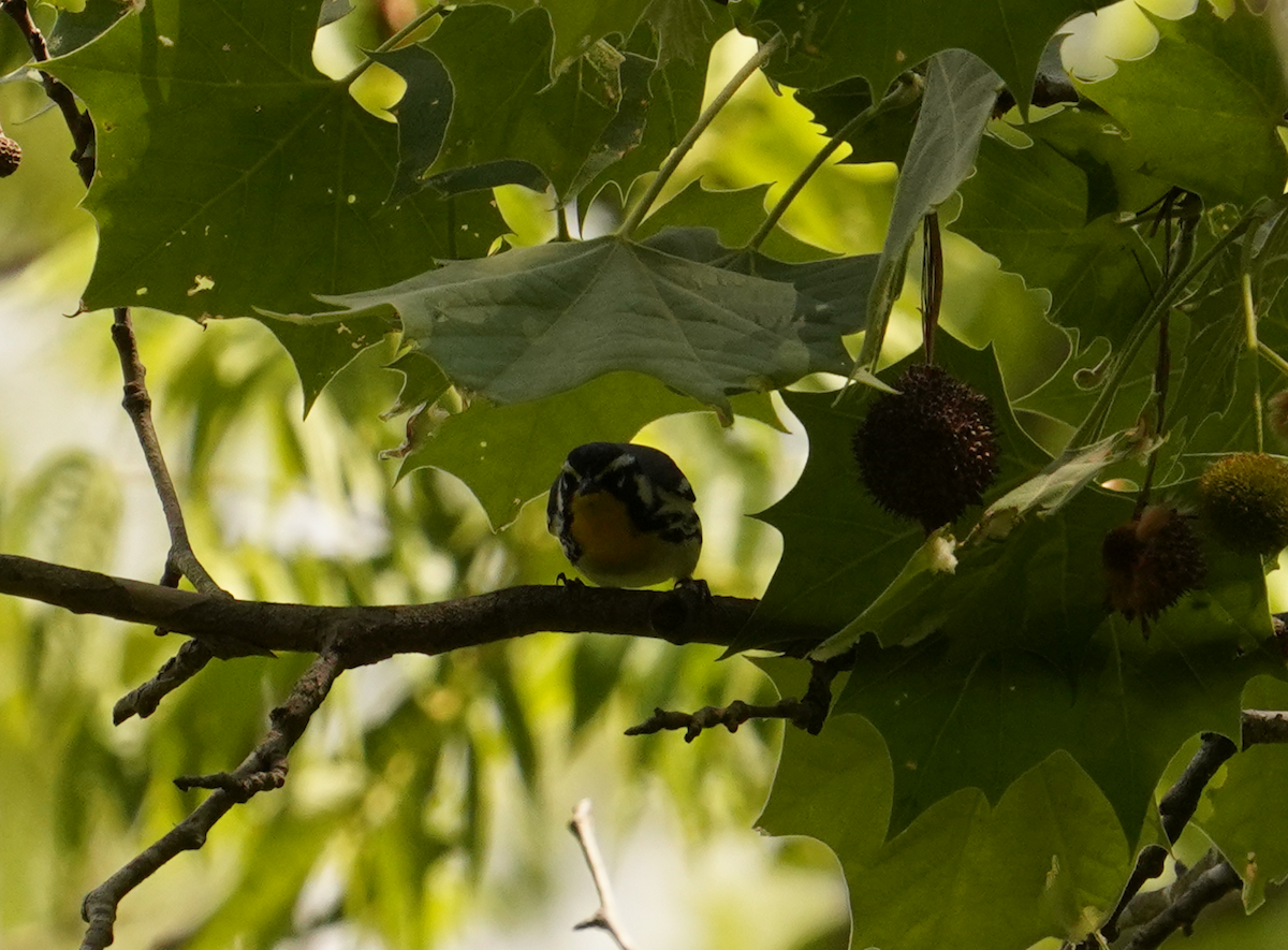 Yellow-throated Warbler - ML618851453