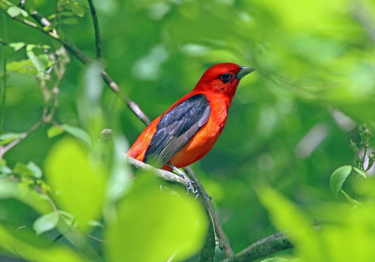 Scarlet Tanager - ML618851455