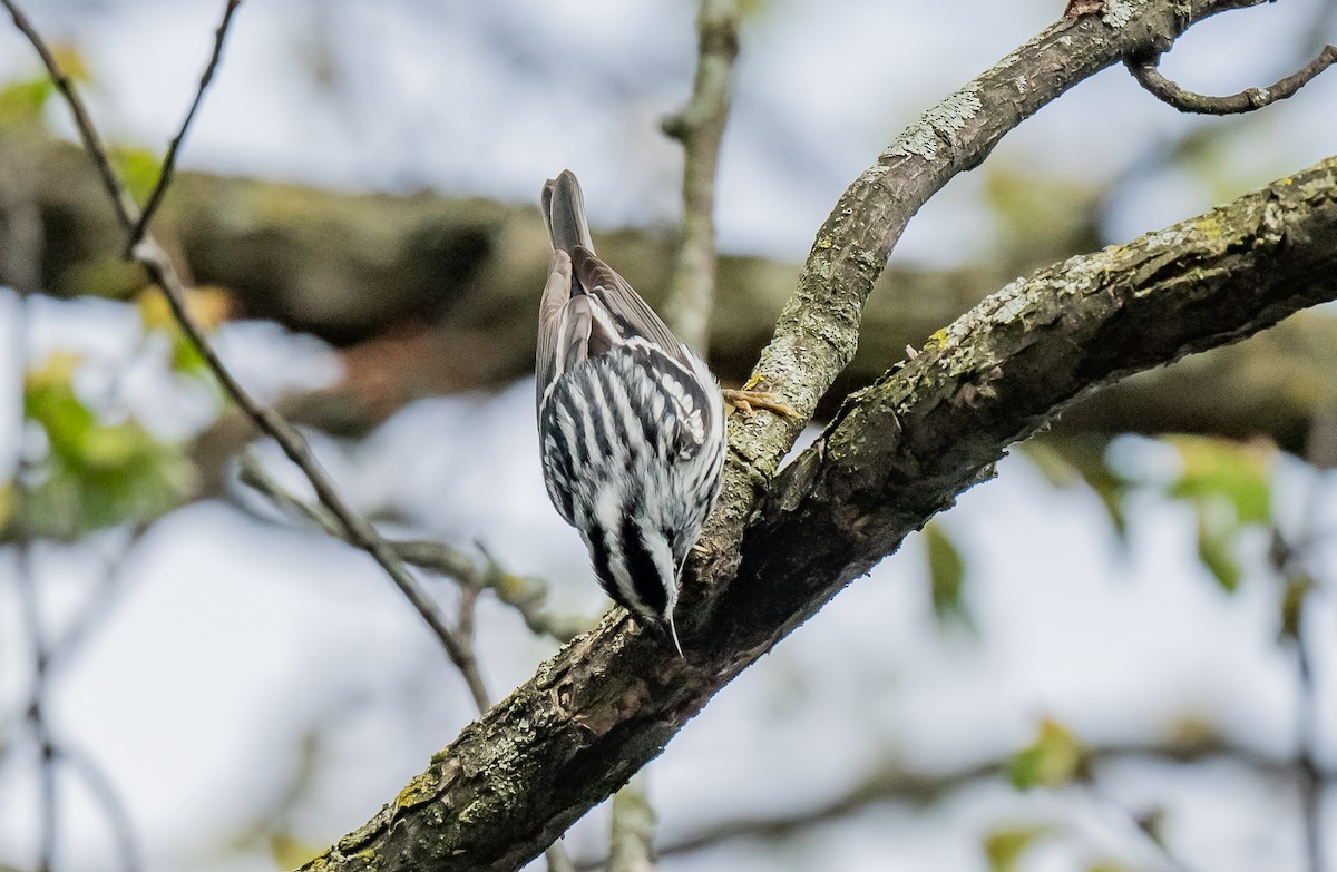 Black-and-white Warbler - ismael chavez