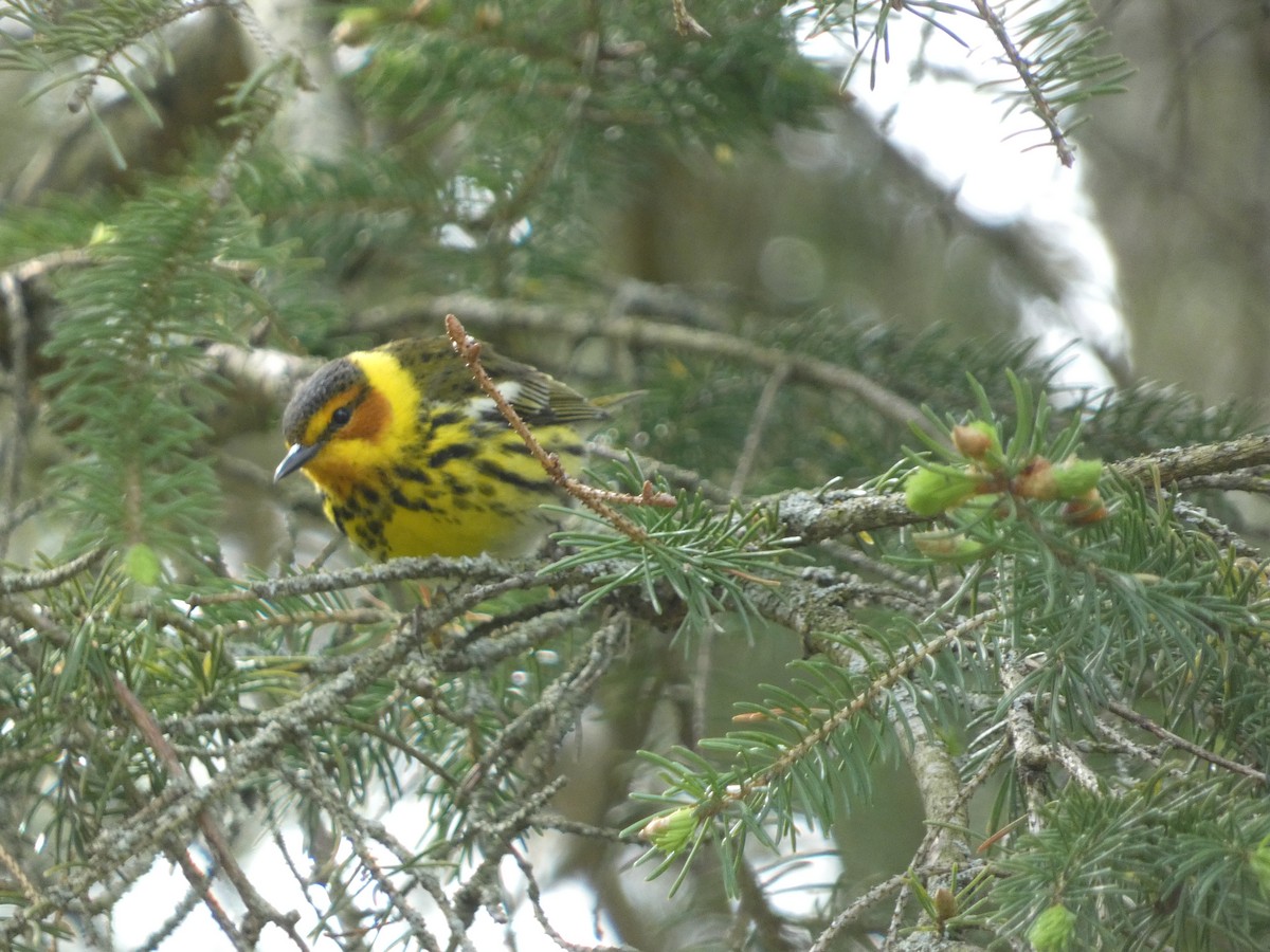 Cape May Warbler - ML618851497