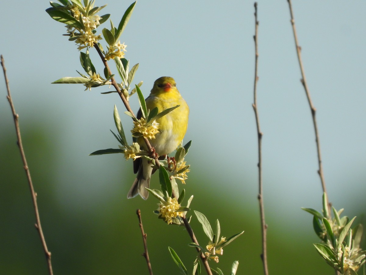 American Goldfinch - JamEs ParRis