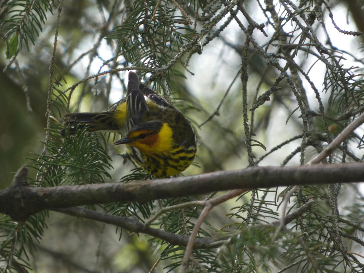Cape May Warbler - ML618851516
