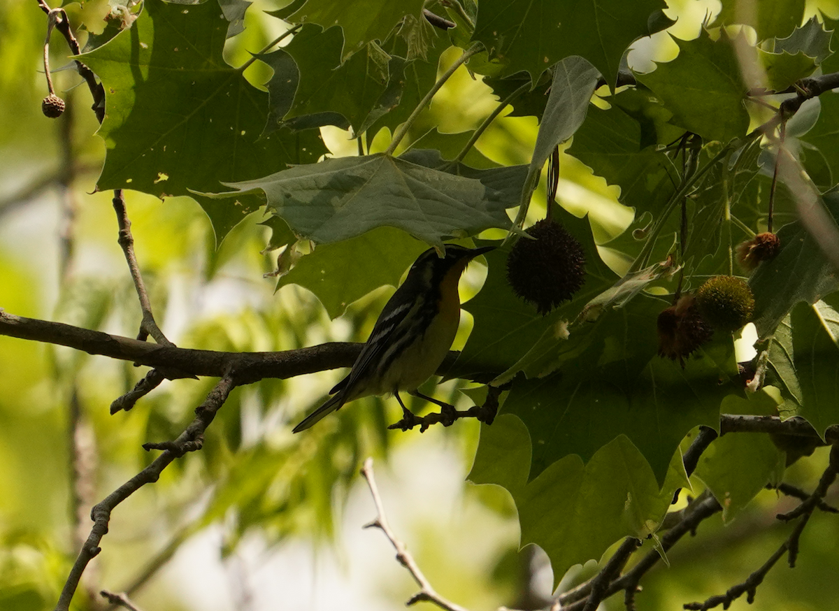 Yellow-throated Warbler - ML618851566