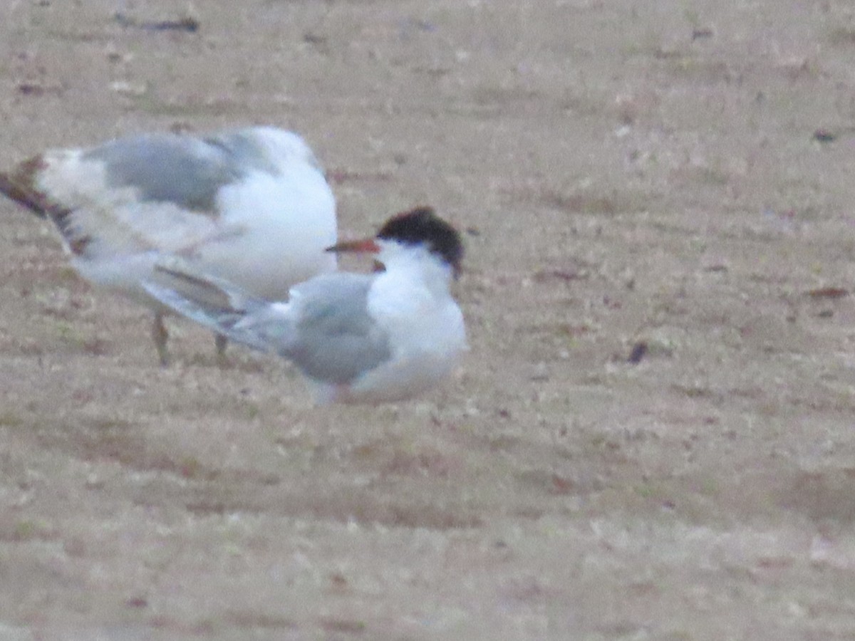 Forster's Tern - Diane Roberts
