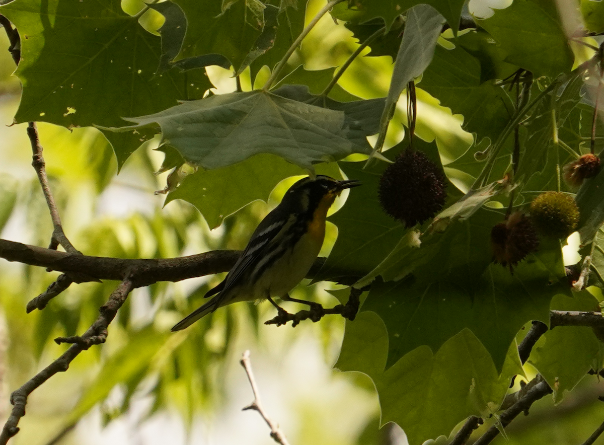 Yellow-throated Warbler - ML618851623