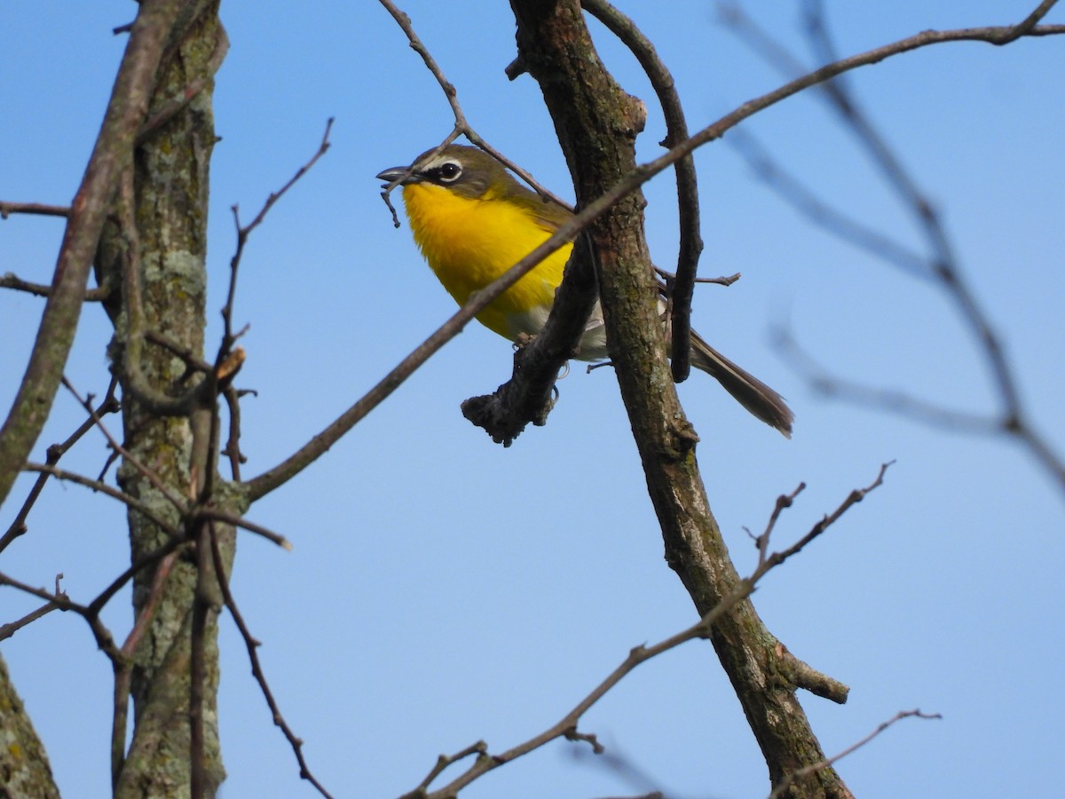 Yellow-breasted Chat - ML618851655